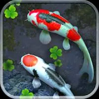 Water Garden Live Wallpaper 锦鲤3D动态壁纸2.04专业版-知云阁资源站