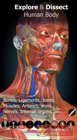 Anatomy Learning 3D解剖学v3.1.499高级版-知云阁资源站